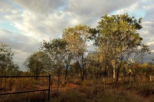 Early Morning at a Kimberley Cattle Station 